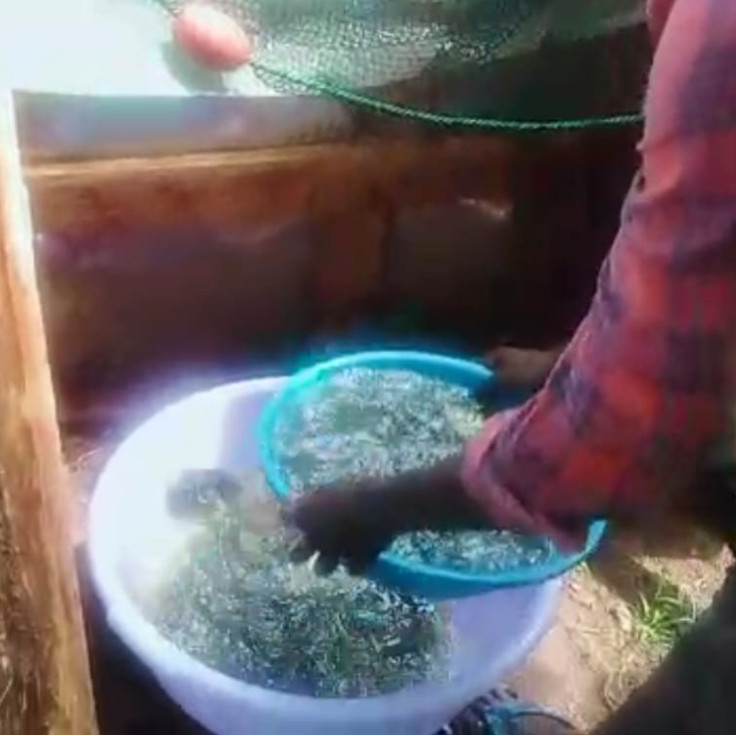 viskwekerij HelpHeal Trust